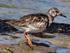 (Ruddy Turnstone) nonbreeding walking