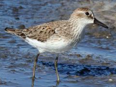 (Semipalmated Sandpiper) standing