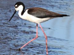 (Black-necked Stilt) walking