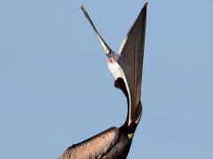 (Brown Pelican) adult yawning