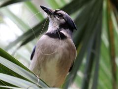 (Blue Jay) belly