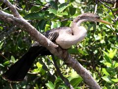 (Anhinga) female prone