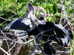 (Anhinga) feeding