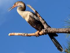 (Anhinga) female perching