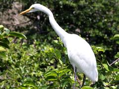 (Great Egret) standing