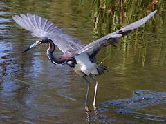 (Tricolored Heron) dancing