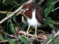 (Tricolored Heron) juvenile frontal