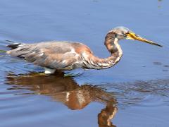 (Tricolored Heron) juvenile wading