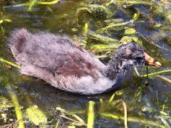 (Common Gallinule) juvenile