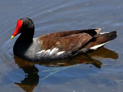 (Common Gallinule) swimming