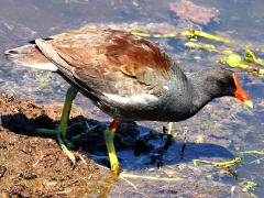 (Common Gallinule) walking