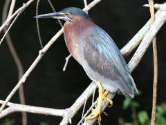 (Green Heron) perching