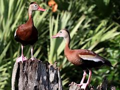 (Black-bellied Whistling-Duck) pair