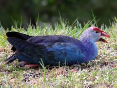 (Grey-headed Swamphen) calling