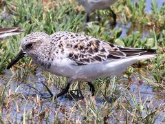 (Sanderling) wading