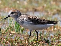 (Semipalmated Sandpiper) standing