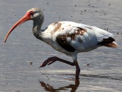 (White Ibis) juvenile