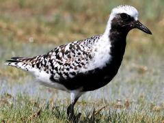 (Black-bellied Plover) frontal