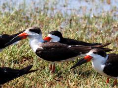 (Black Skimmer) flock