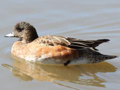 (American Wigeon) female