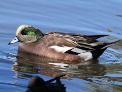 (American Wigeon) male