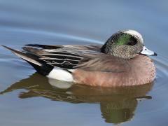 (American Wigeon) male