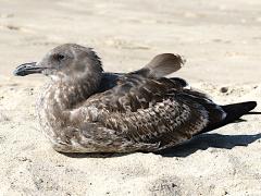 (Western Gull) juvenile sitting