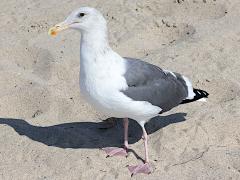 (Western Gull) standing