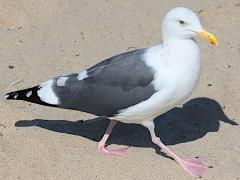 (Western Gull) walking