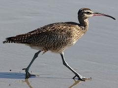 (Whimbrel) strutting