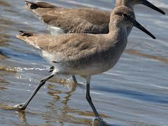 (Willet) walking