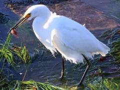 (Snowy Egret) (catches Striped Kelpfish)