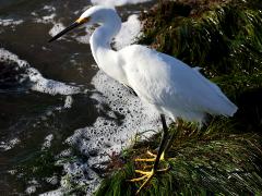 (Snowy Egret) standing