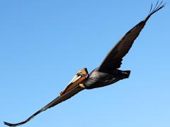 (Brown Pelican) gliding