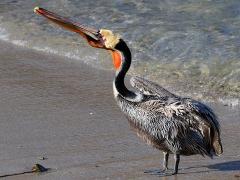 (Brown Pelican) profile