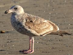 (Western Gull) juvenile