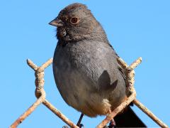 (California Towhee) perched