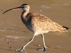 (Whimbrel) strutting