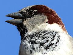 (House Sparrow) male singing