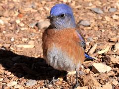 (Western Bluebird) male standing