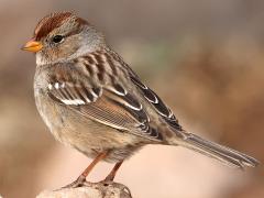 (White-crowned Sparrow) juvenile back