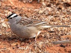 (White-crowned Sparrow) standing