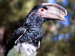 (Trumpeter Hornbill) male