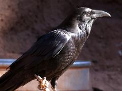 (Common Raven) perching