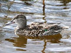 (Green-winged Teal) female