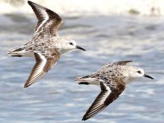 (Sanderling) flight