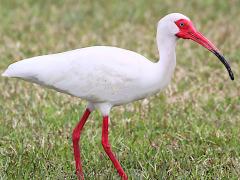 (White Ibis) walking