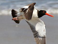 (American Oystercatcher) flight