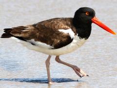 (American Oystercatcher) walking