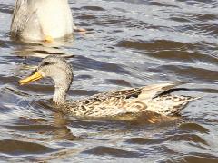 (Gadwall) female